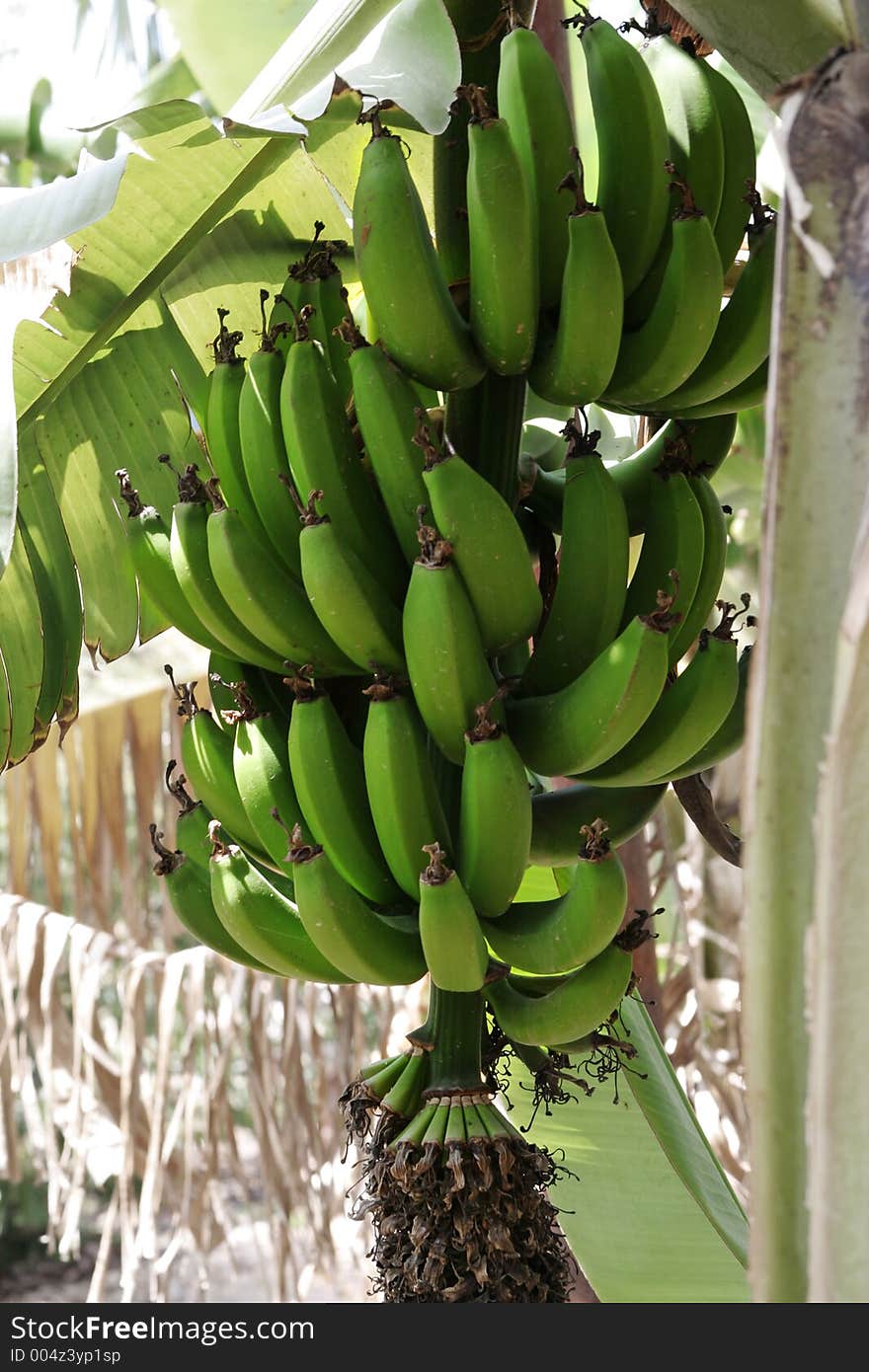 Banana tree