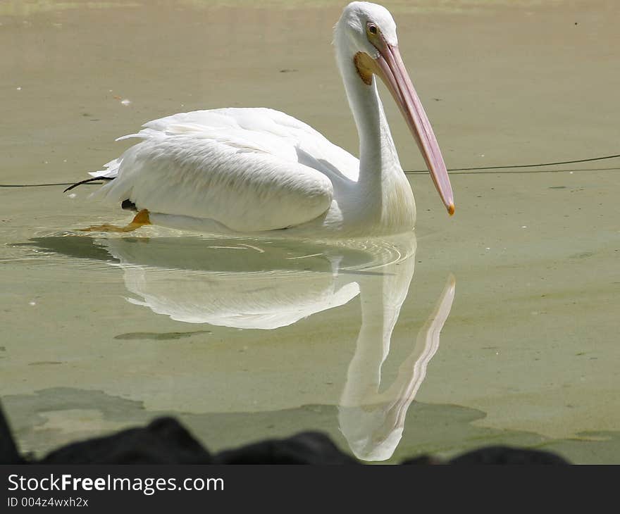 Pelican swimming reflection in the water