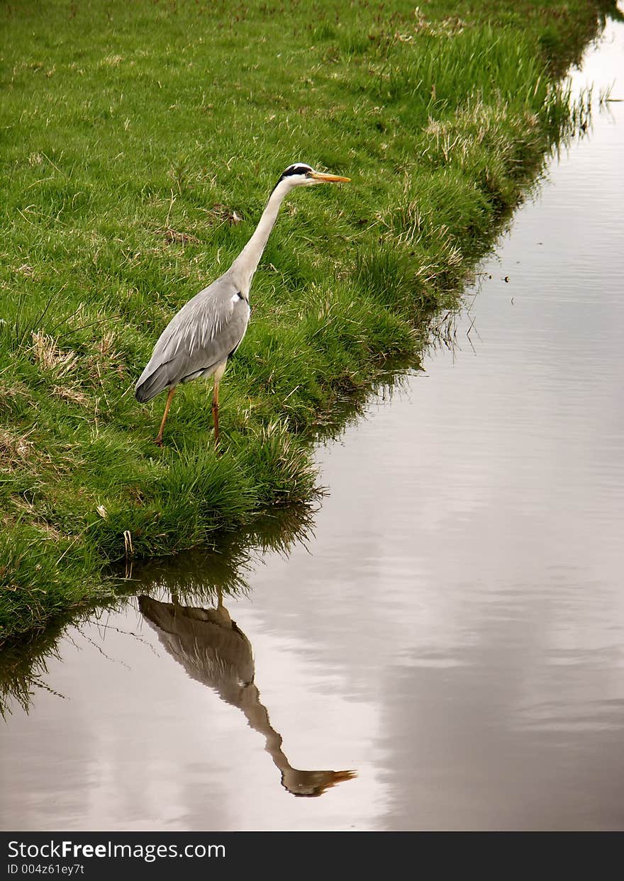 Bird on bank. Bird on bank