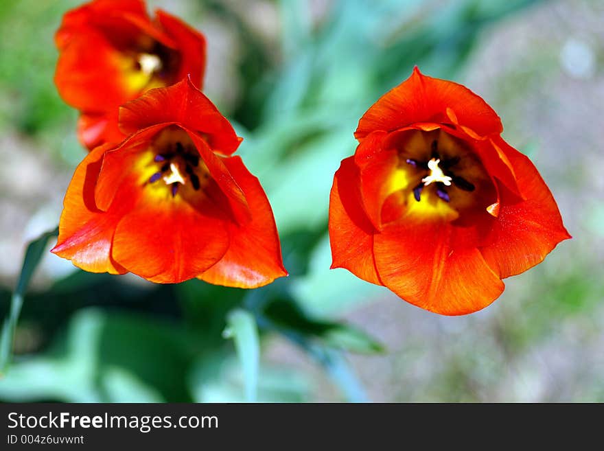 Three red tulips in the sunlight. Three red tulips in the sunlight