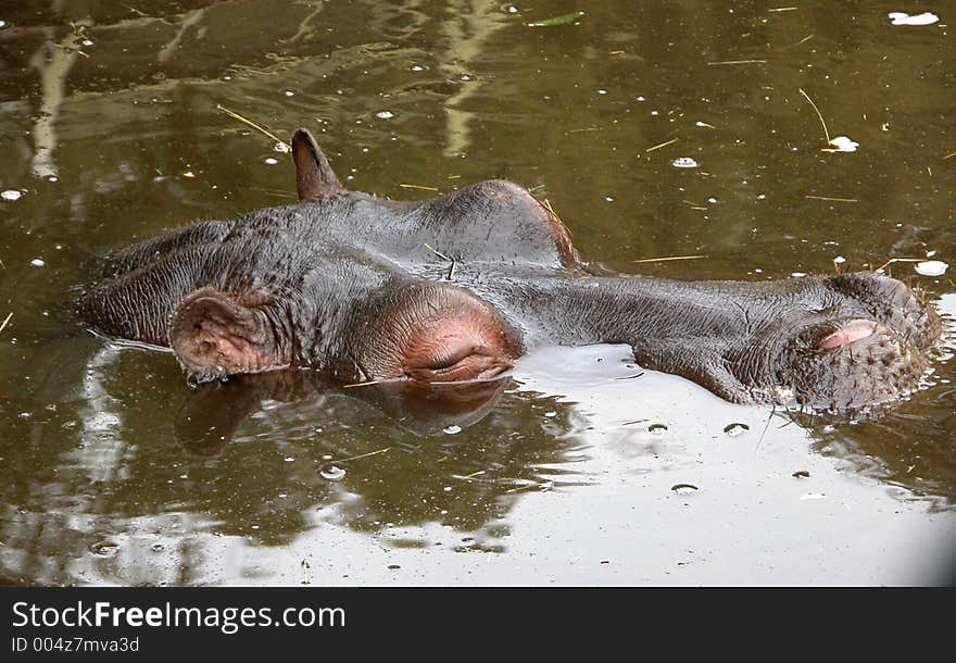 Hippo