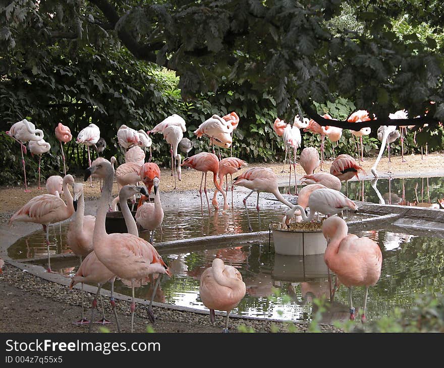 Flamingos from Prague zoo