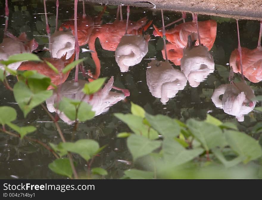 Flamingos reflections!