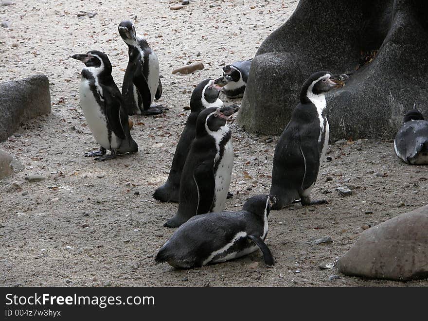 Penguins