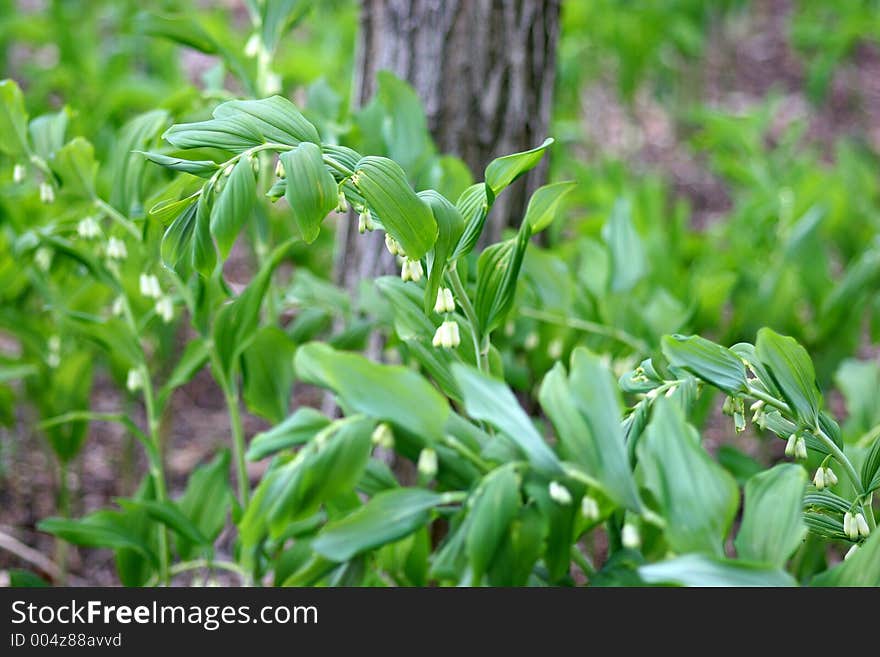 Spring flowers in the forest. Spring flowers in the forest