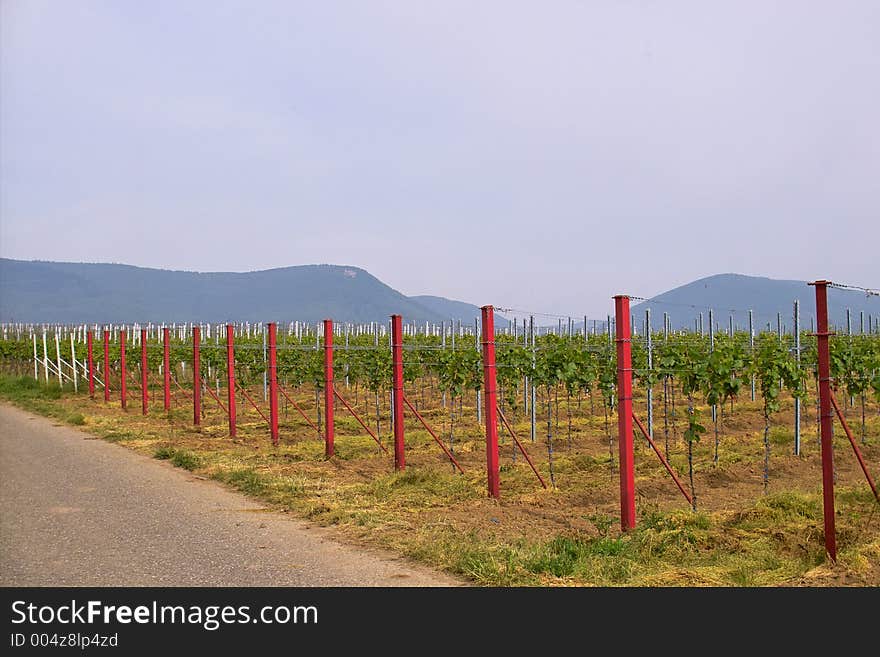 Rows of young grapes in wineyards of southen Germany region Rheinland Pfalz. Rows of young grapes in wineyards of southen Germany region Rheinland Pfalz