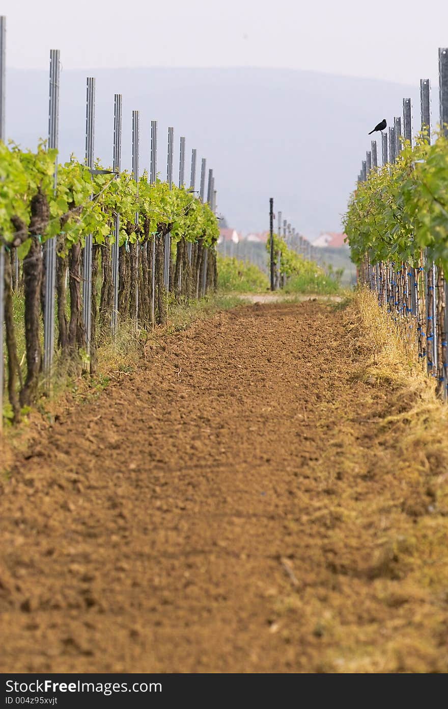 Rows of young grapes in wineyards of southen Germany region Rheinland Pfalz. Rows of young grapes in wineyards of southen Germany region Rheinland Pfalz