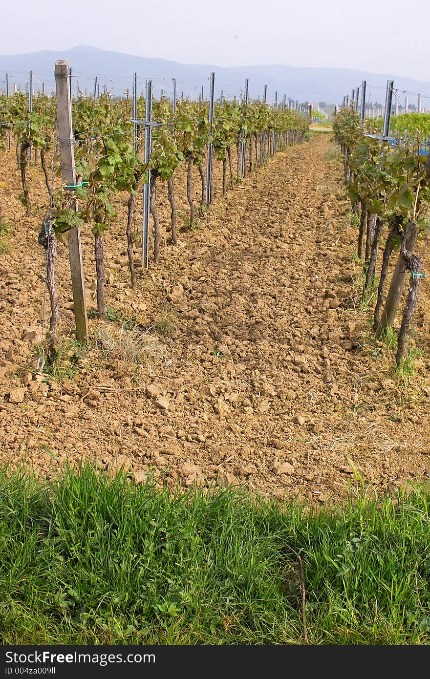 Rows of young grapes in wineyards of southen Germany region Rheinland Pfalz. Rows of young grapes in wineyards of southen Germany region Rheinland Pfalz