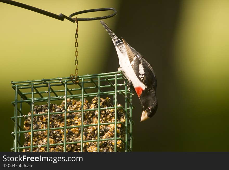 A red breasted grosbeak visits a suet feeder for a snack from a rural yard in Illinois. A red breasted grosbeak visits a suet feeder for a snack from a rural yard in Illinois.