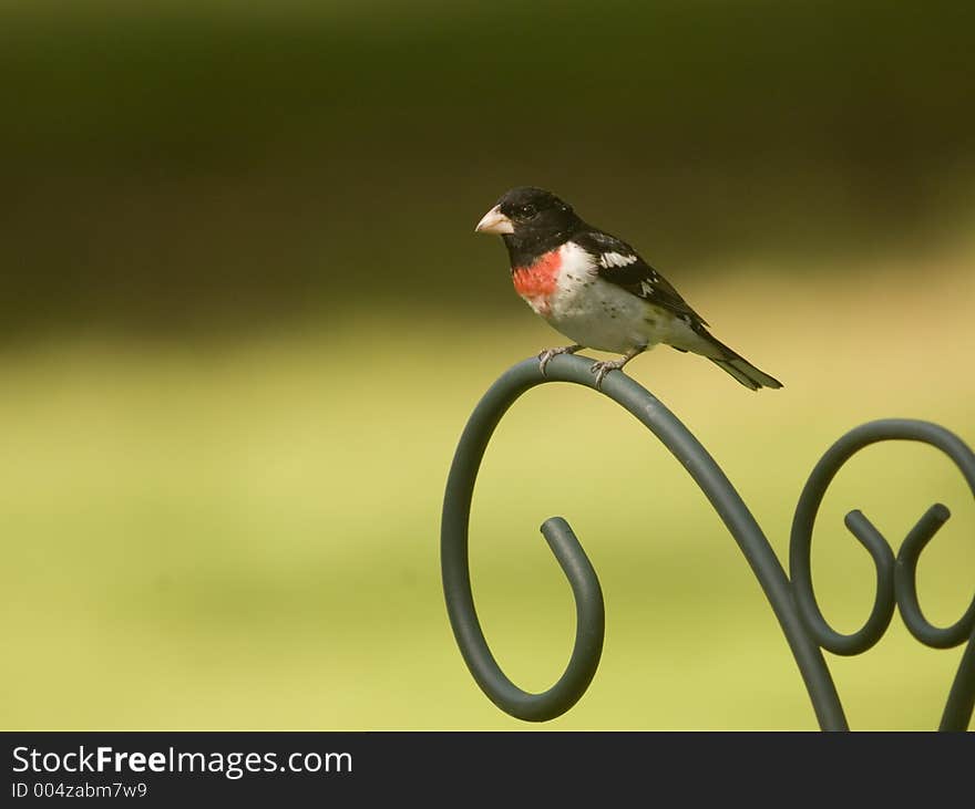 Red breasted grosbeak perched on a post