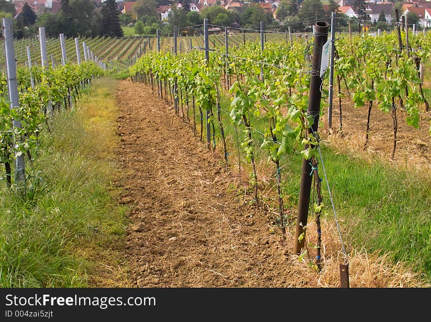 Rows of young grapes in wineyards of southen Germany region Rheinland Pfalz. Rows of young grapes in wineyards of southen Germany region Rheinland Pfalz