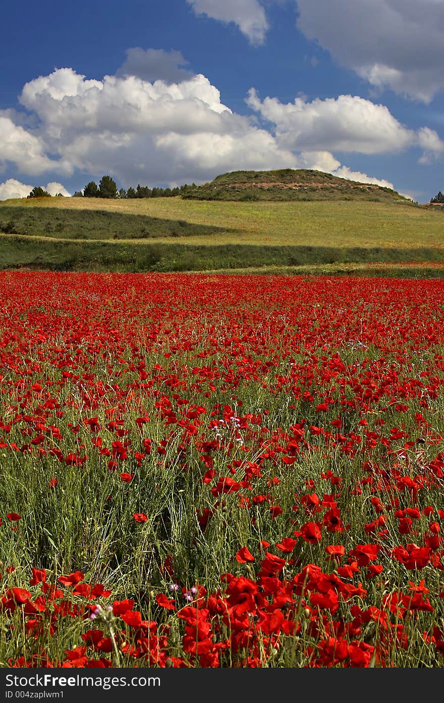 Poppies Field