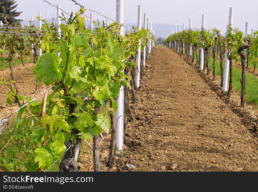 Rows of young grapes in wineyards of southen Germany region Rheinland Pfalz. Rows of young grapes in wineyards of southen Germany region Rheinland Pfalz