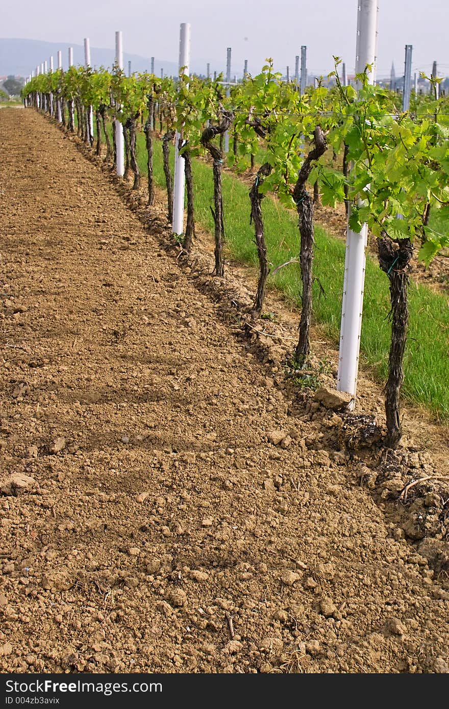 Rows of young grapes in wineyards of southen Germany region Rheinland Pfalz. Rows of young grapes in wineyards of southen Germany region Rheinland Pfalz