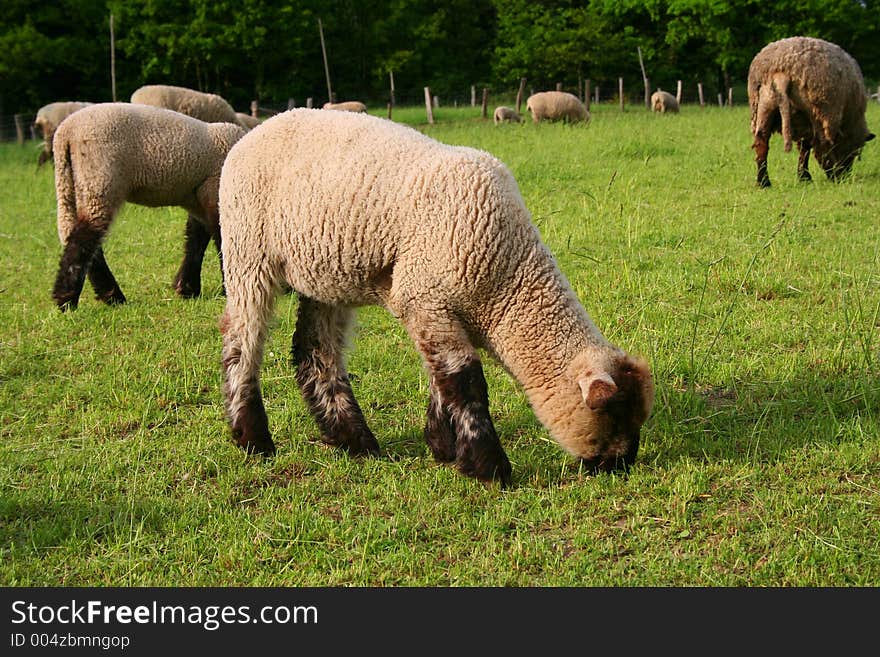 German sheep herd