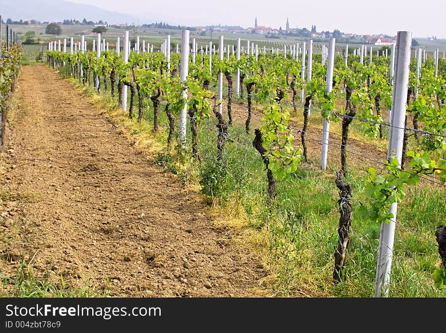 Rows of young grapes in wineyards of southen Germany region Rheinland Pfalz. Rows of young grapes in wineyards of southen Germany region Rheinland Pfalz