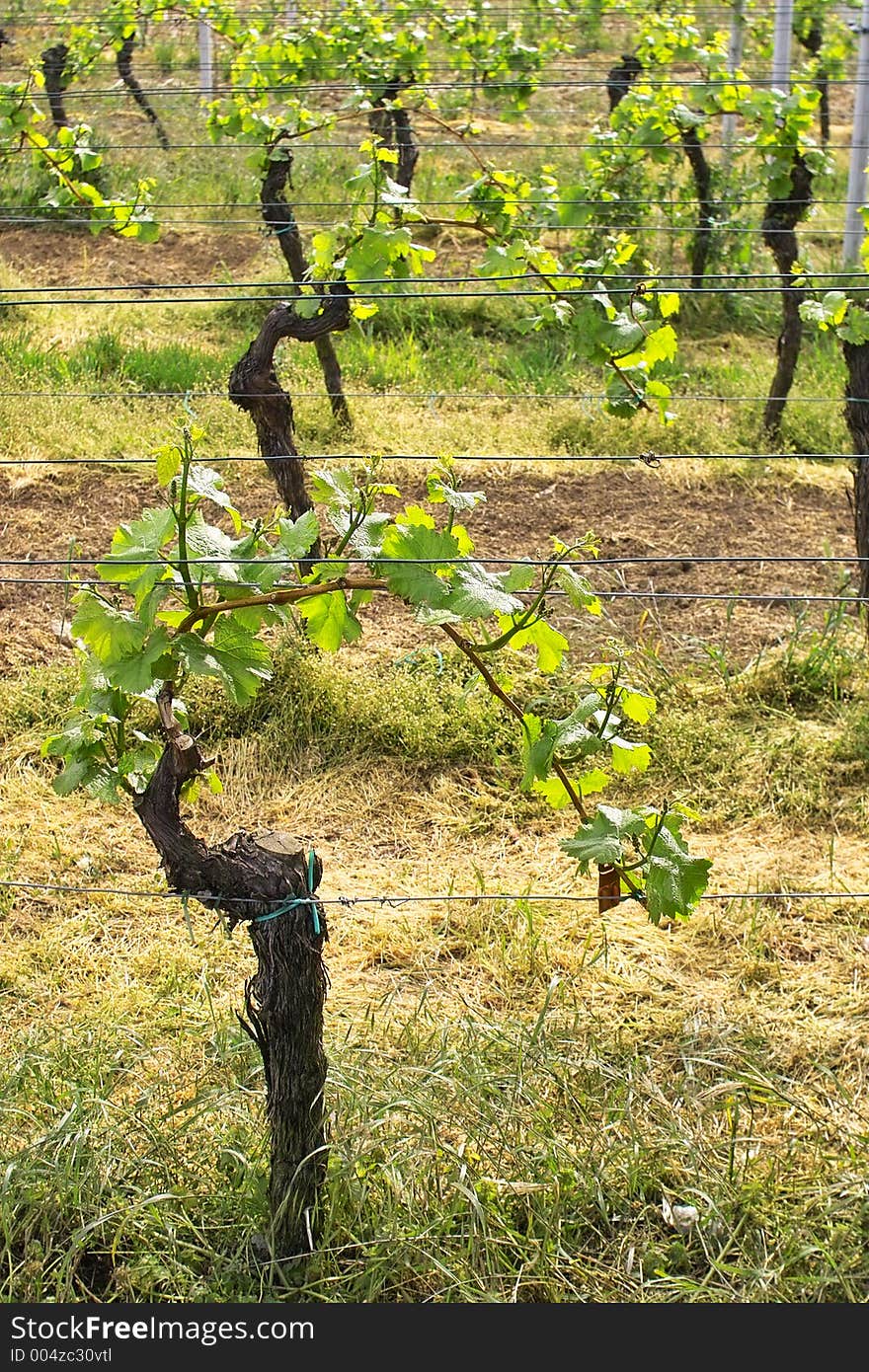 Rows of young grapes in wineyards of southen Germany region Rheinland Pfalz. Rows of young grapes in wineyards of southen Germany region Rheinland Pfalz