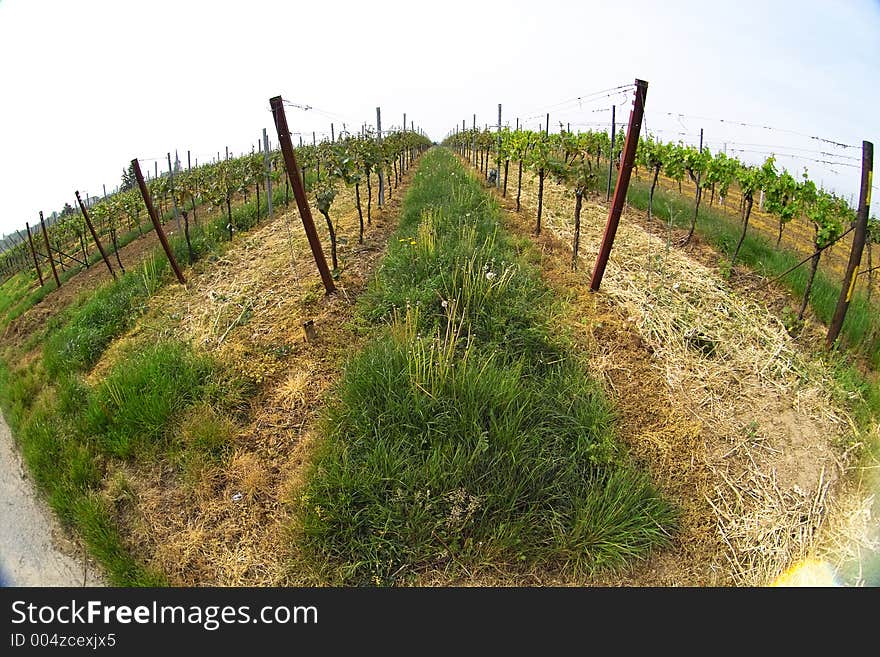 Fish eye picture of rows of young grapes in wineyards of southen Germany region Rheinland Pfalz. Fish eye picture of rows of young grapes in wineyards of southen Germany region Rheinland Pfalz