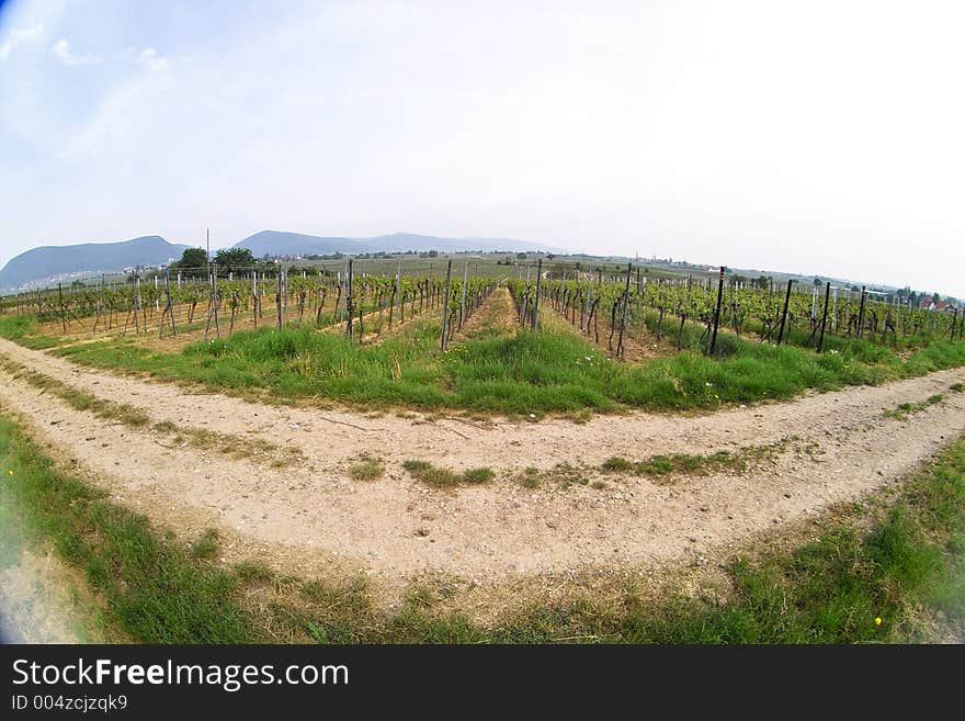 Fish eye picture of rows of young grapes in wineyards of southen Germany region Rheinland Pfalz. Fish eye picture of rows of young grapes in wineyards of southen Germany region Rheinland Pfalz