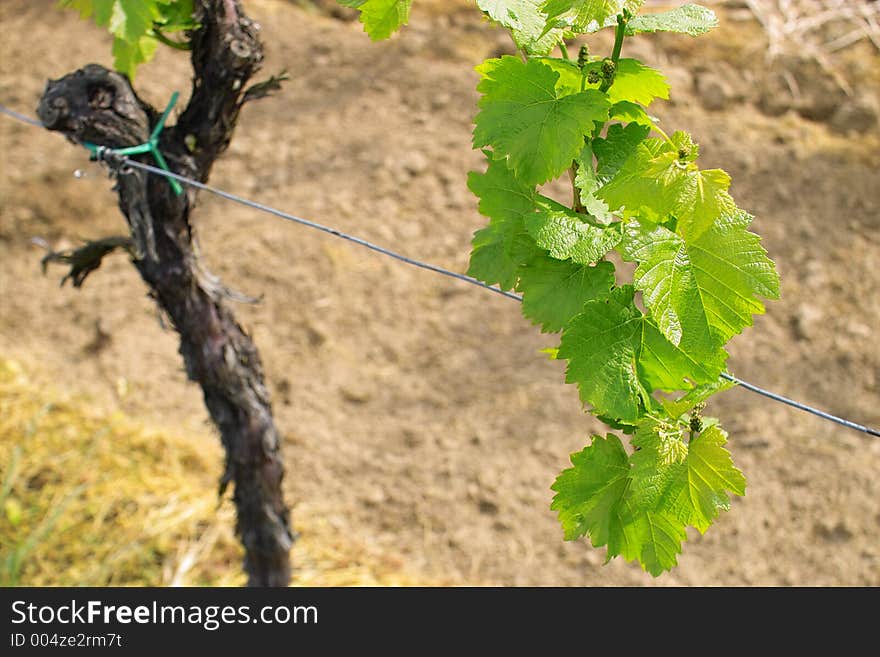 Young grapes in wineyards of southen Germany region Rheinland Pfalz. Young grapes in wineyards of southen Germany region Rheinland Pfalz