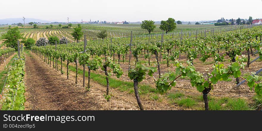 Panorama Of Wineyards In Spring