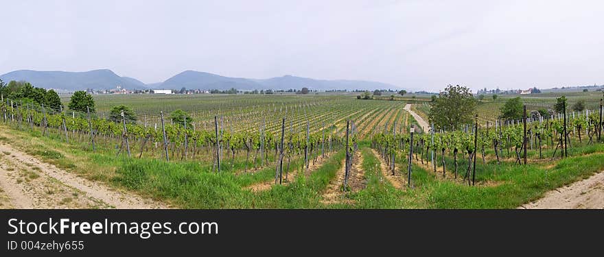 Panorama of wineyards in spring