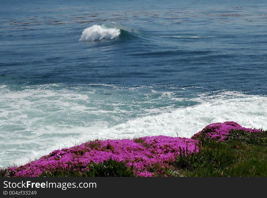 Flowers And Waves