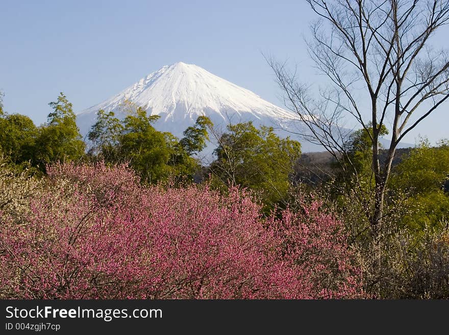 Mount Fuji with red plum blossoms in the foreground. Mount Fuji with red plum blossoms in the foreground