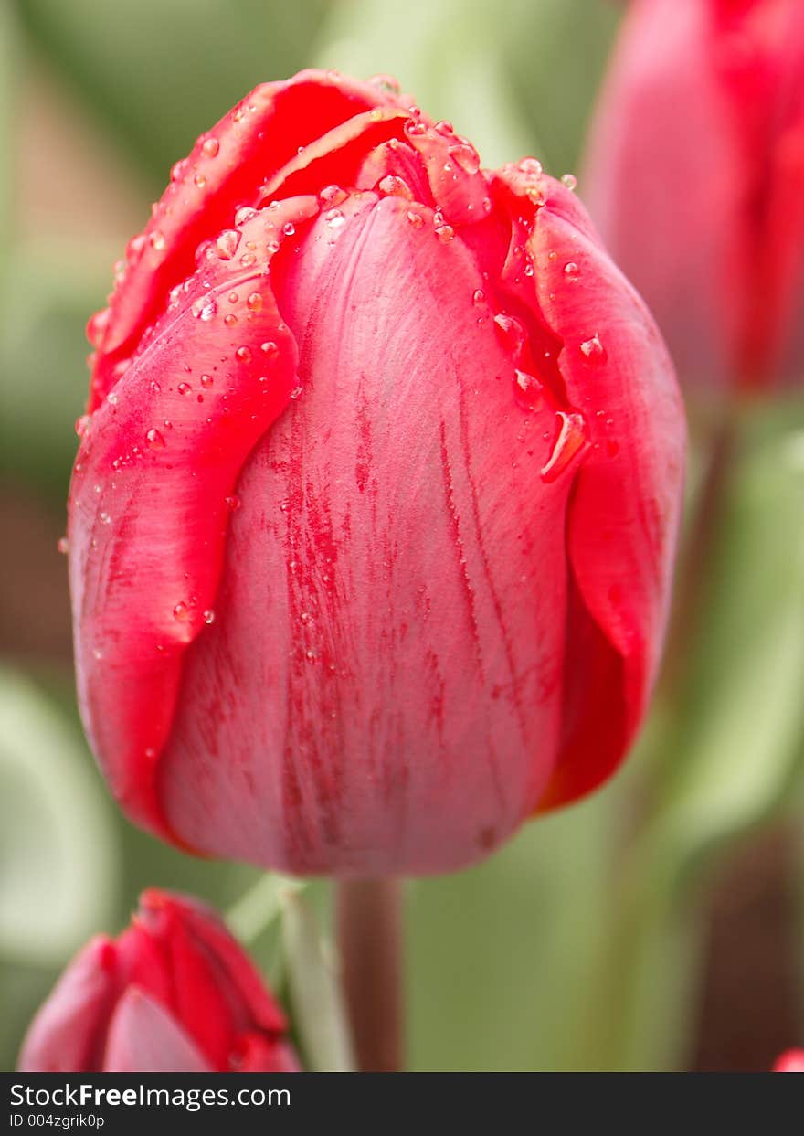 Pink tulip with dew