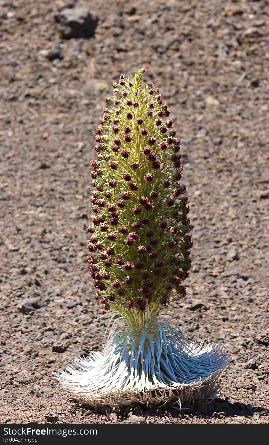 Hawaiian silversword in full bloom. The plant flowers only once at the end of its 15 year life. The only place where you can meet one is on desert slops of Haleakala, Maui.