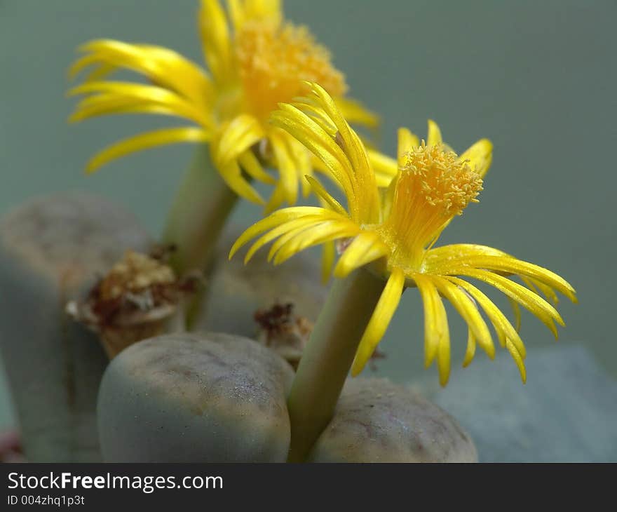 A plant from a private collection. A plant from a private collection.