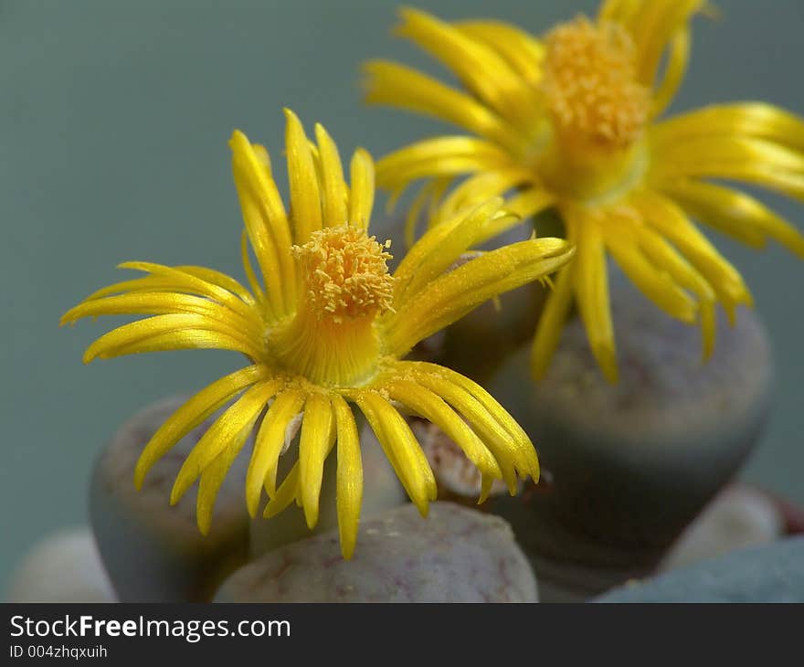 A plant from a private collection. A plant from a private collection.