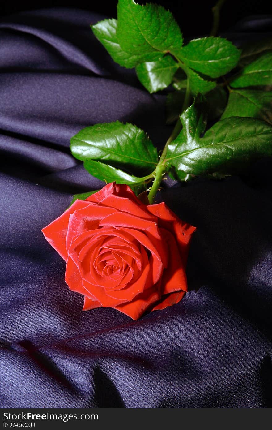 Dark red long stem rose located at a blue fabric as background. Dark red long stem rose located at a blue fabric as background.