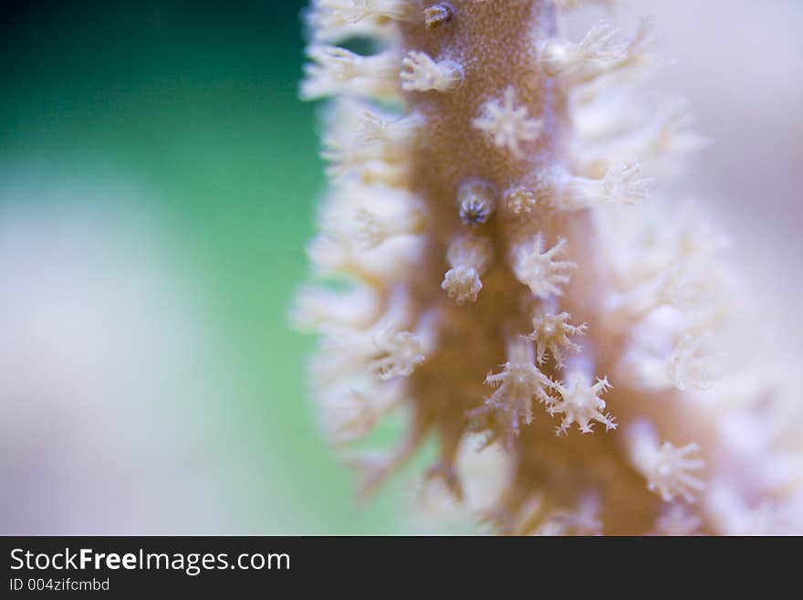 A closeup of coral