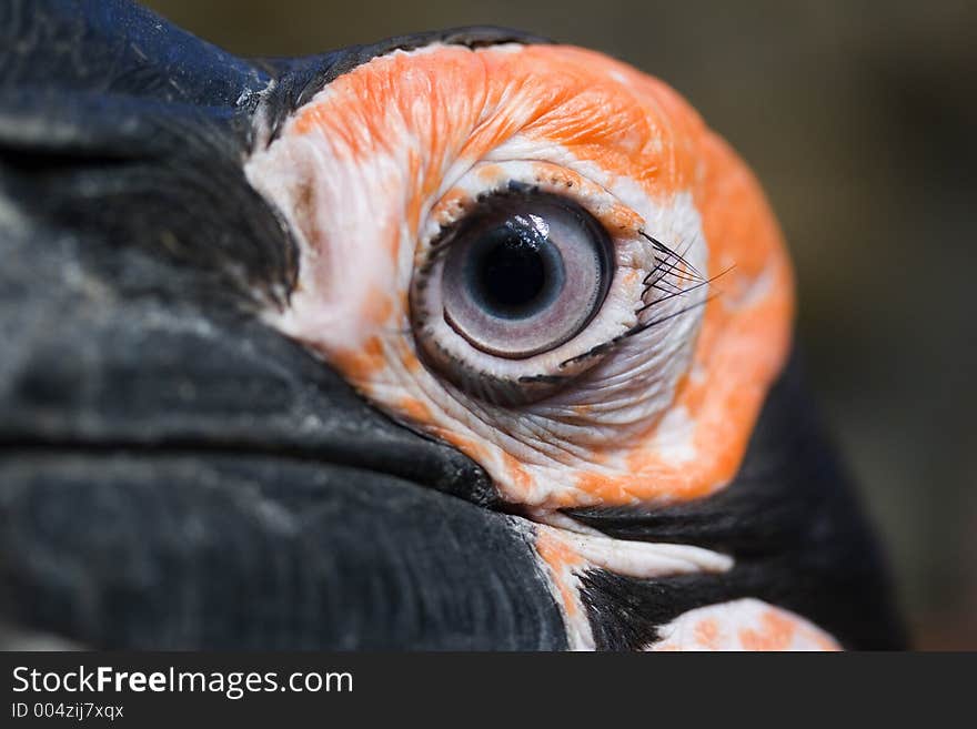 A closeup of an african ground hornbill eye