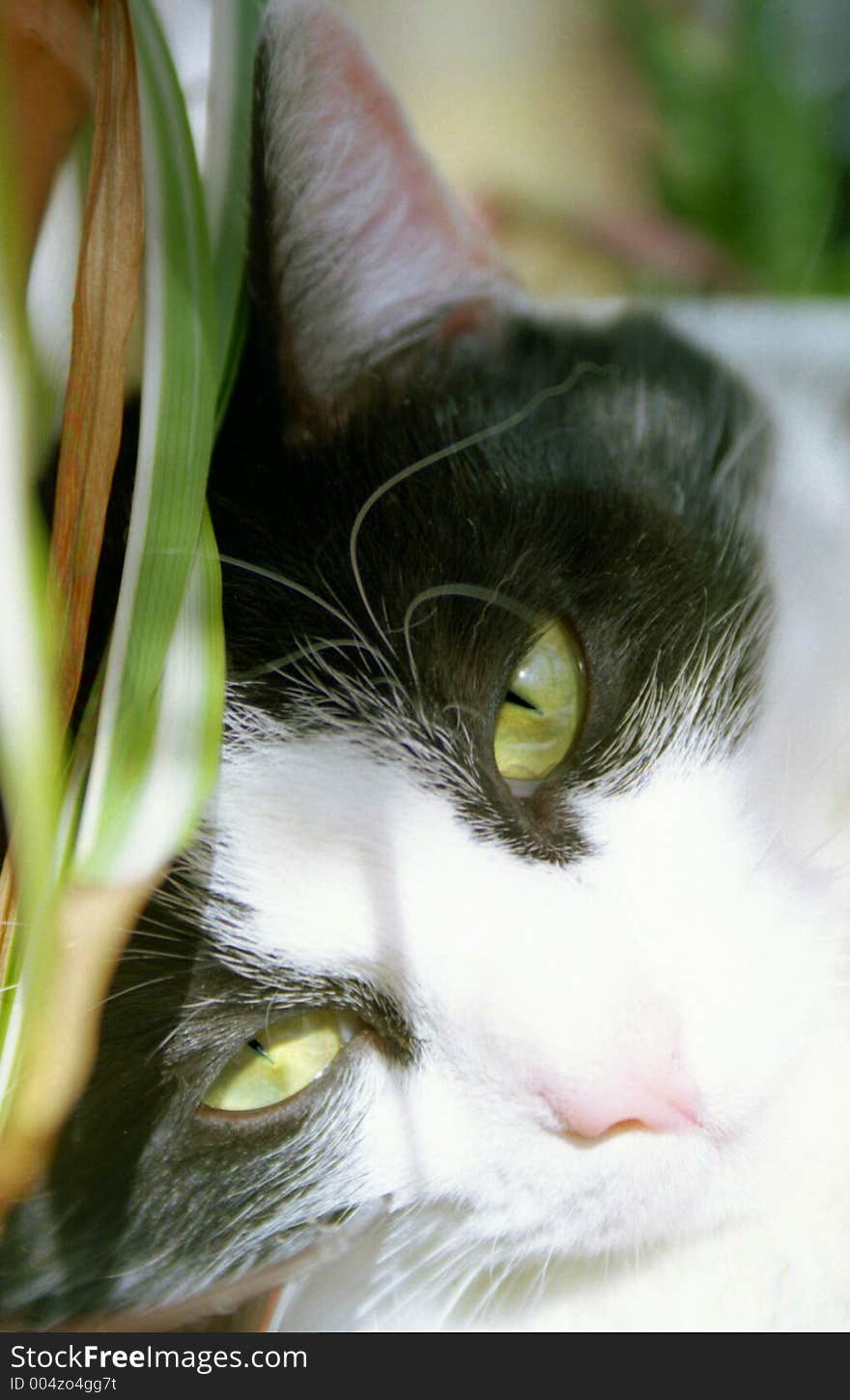 Close-up of a cat