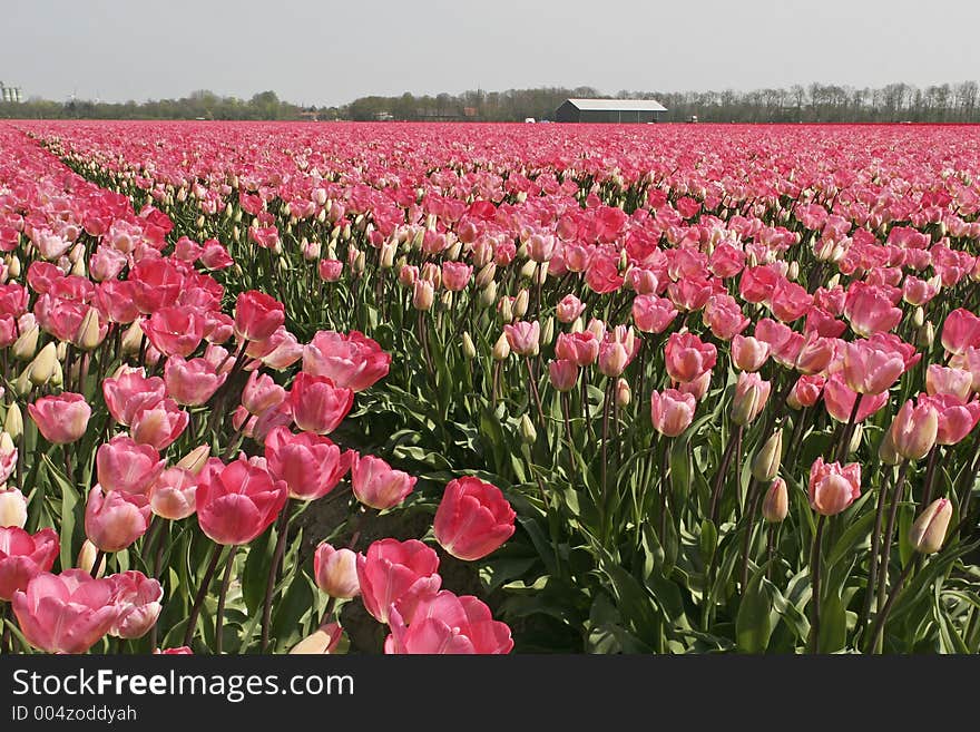 Tulip field in Wieringermeer, Holland. Tulip field in Wieringermeer, Holland