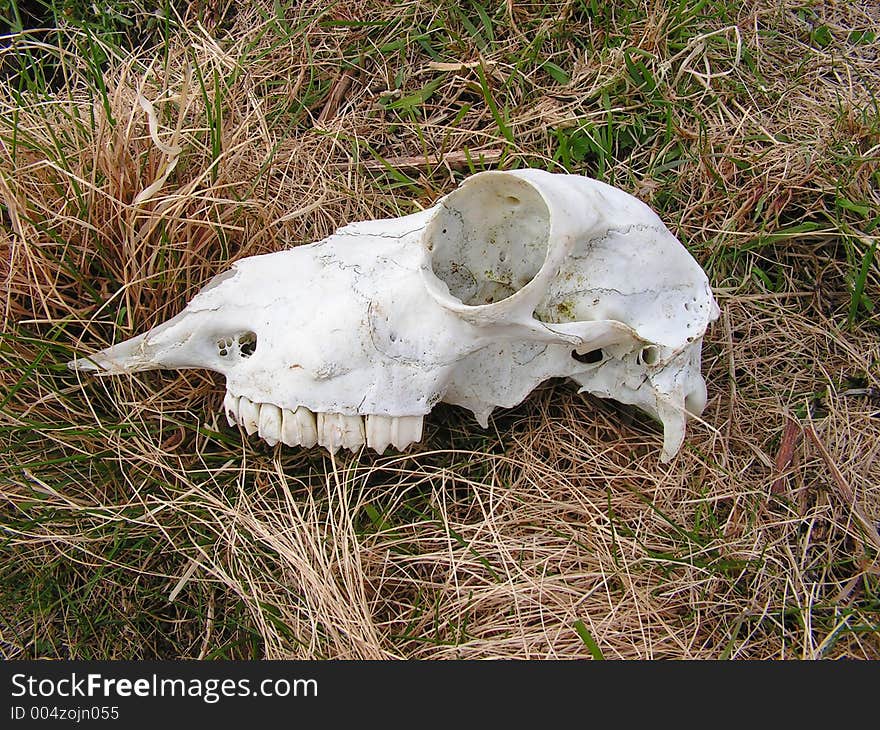 Sheep Skull