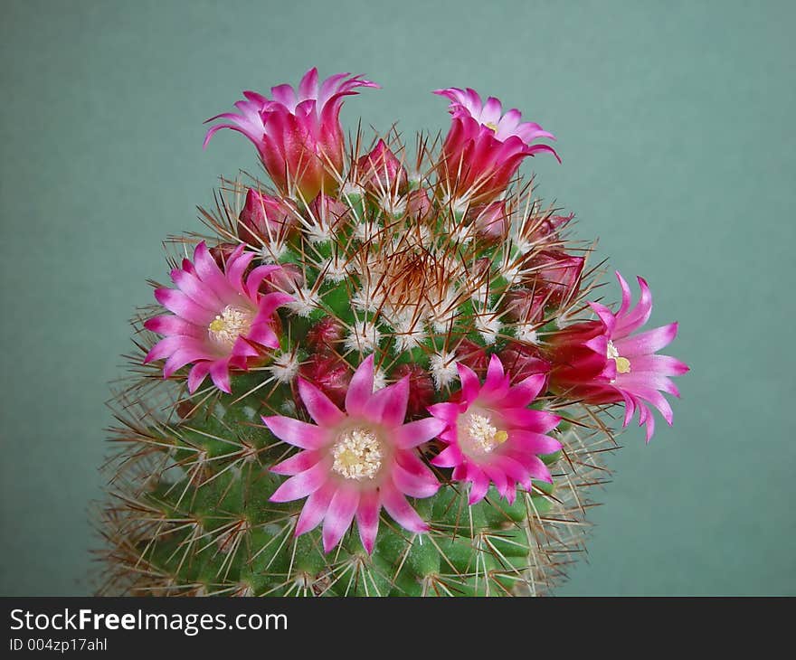 Blossoming cactus of sort Mammillaria.