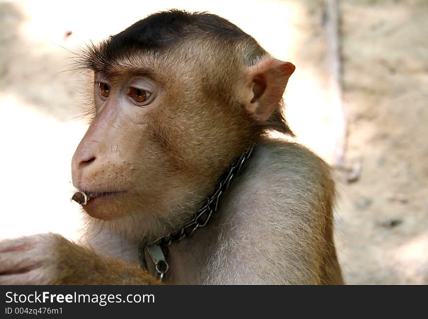 Monkey eating a nut