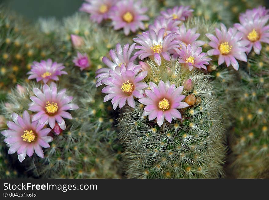 Blossoming cactus Mammillaria  dasiaconta.