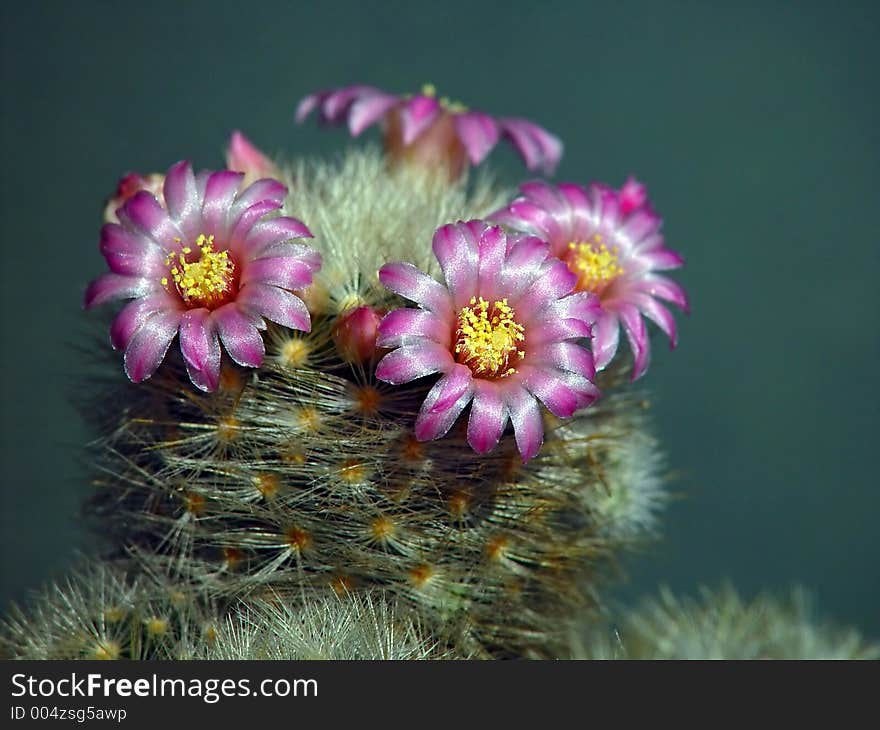 Blossoming cactus Mammillaria  dasiaconta.