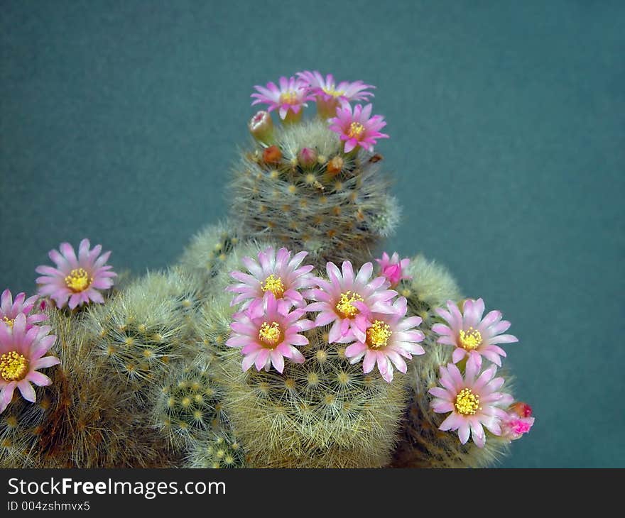 Blossoming Cactus Mammillaria  Dasiaconta.