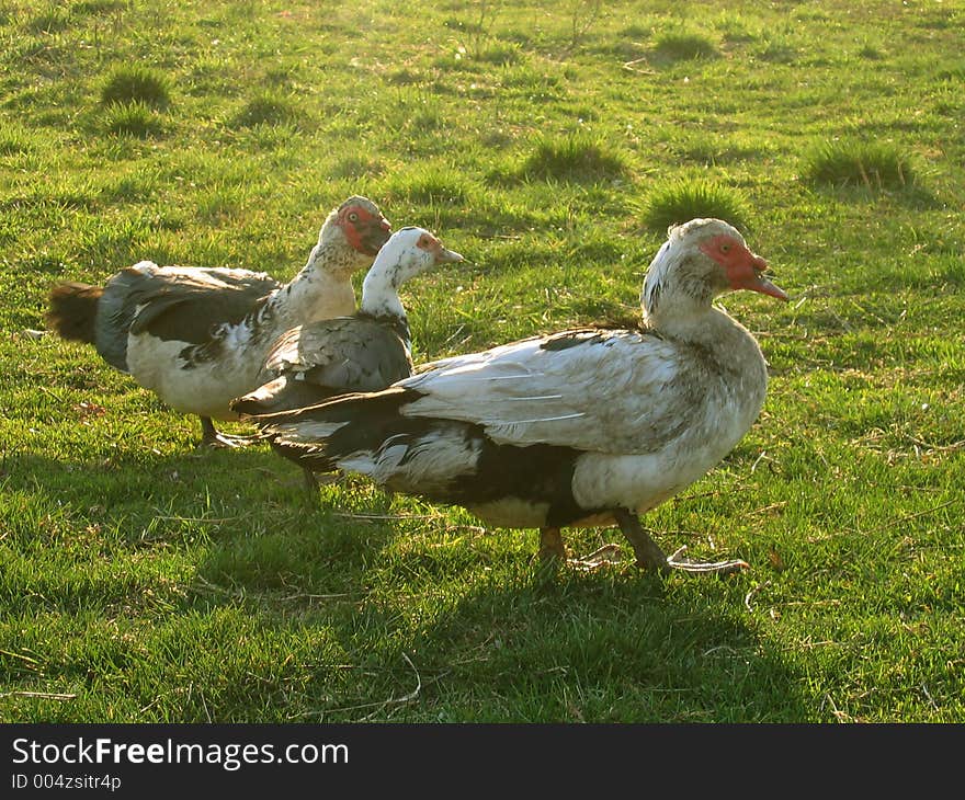 Three ducks