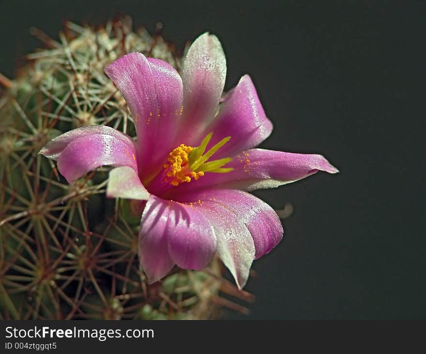 Blossoming cactus Mammillaria svingla.