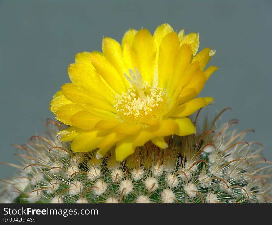 A plant from a private collection. A plant from a private collection.