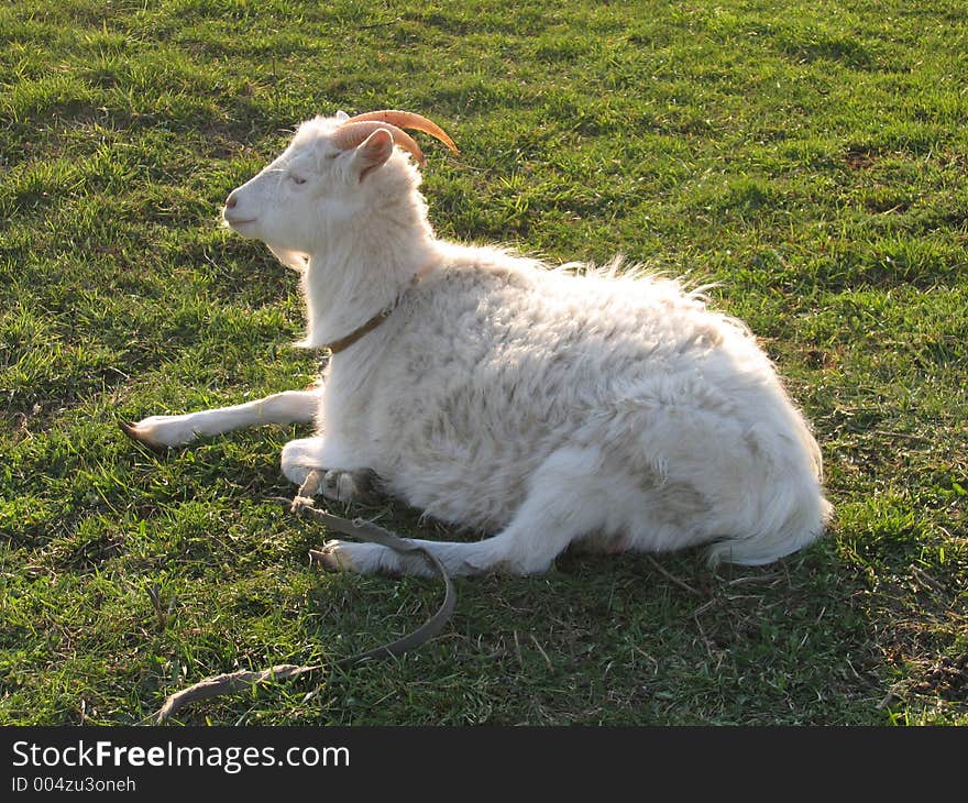 Blanching Nanny Goat 3