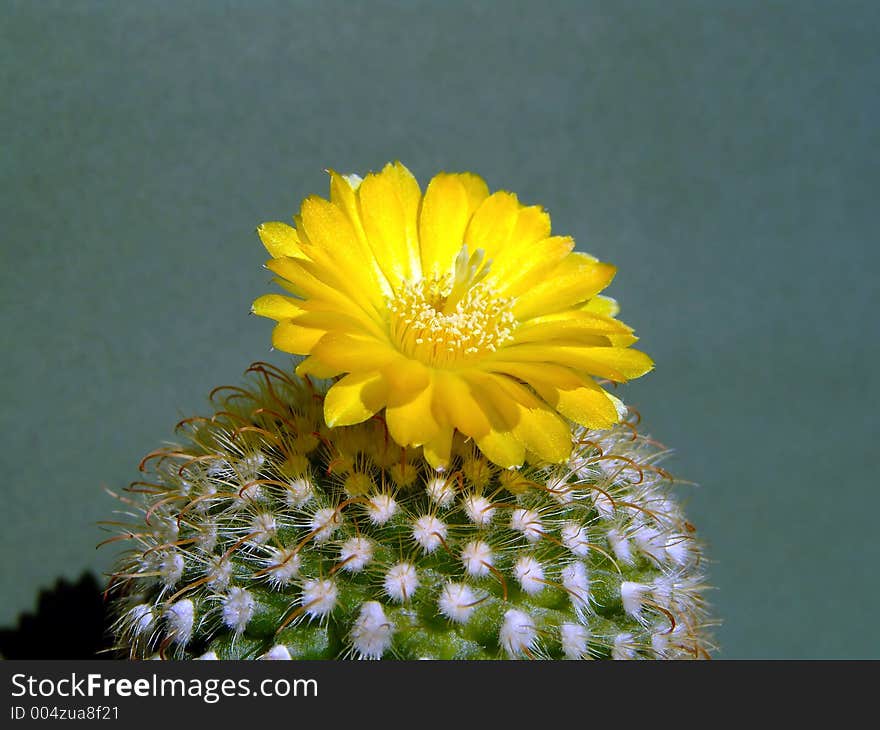 A plant from a private collection. A plant from a private collection.