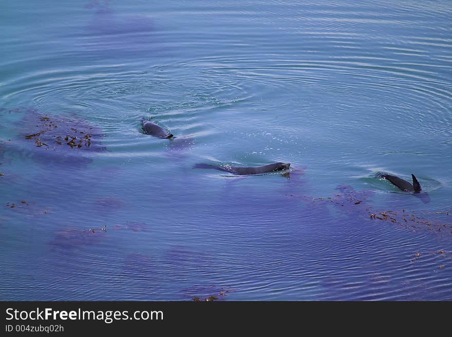 Seals Fight In Blue Water