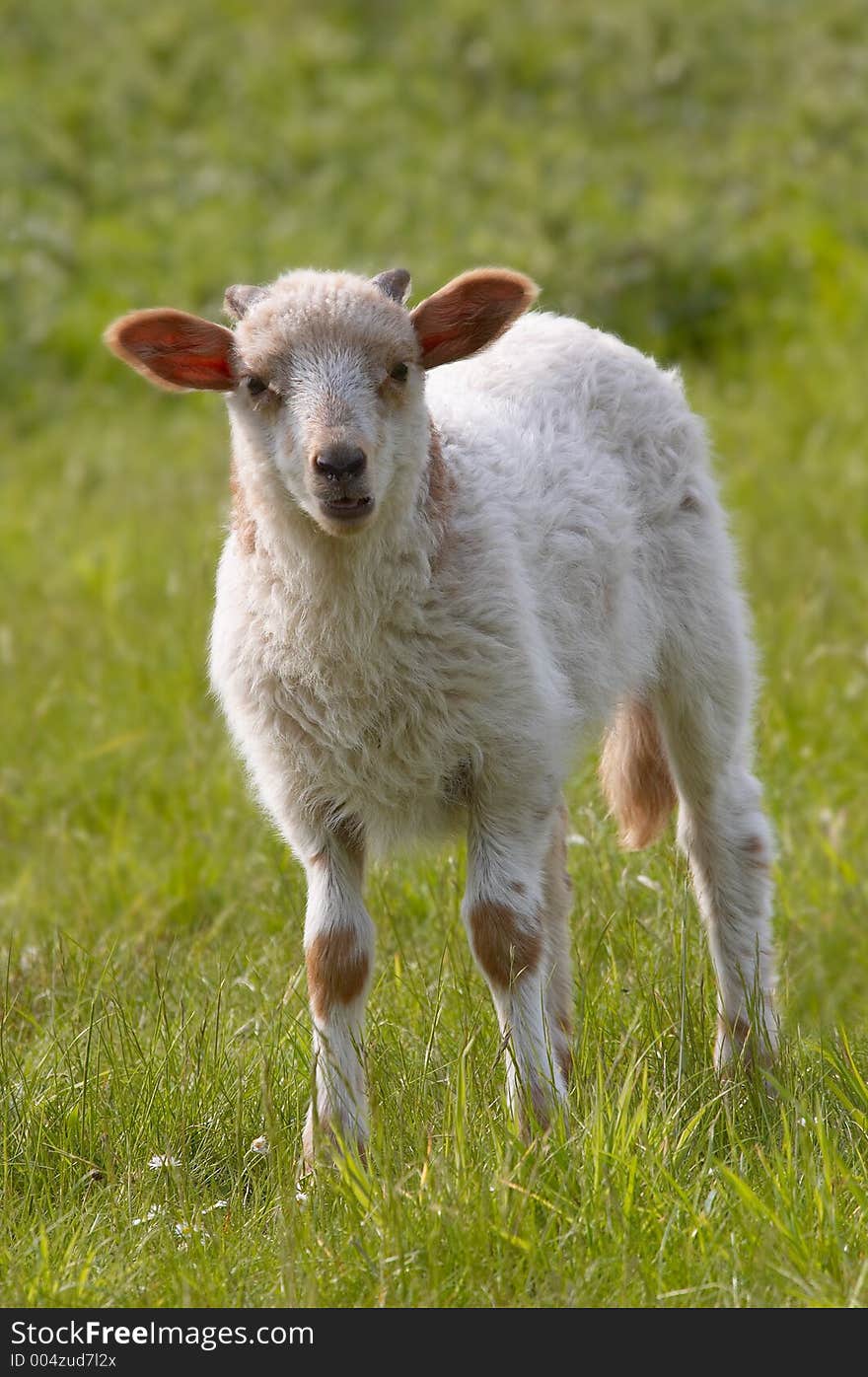 Brown and white lamb on the grass. Brown and white lamb on the grass